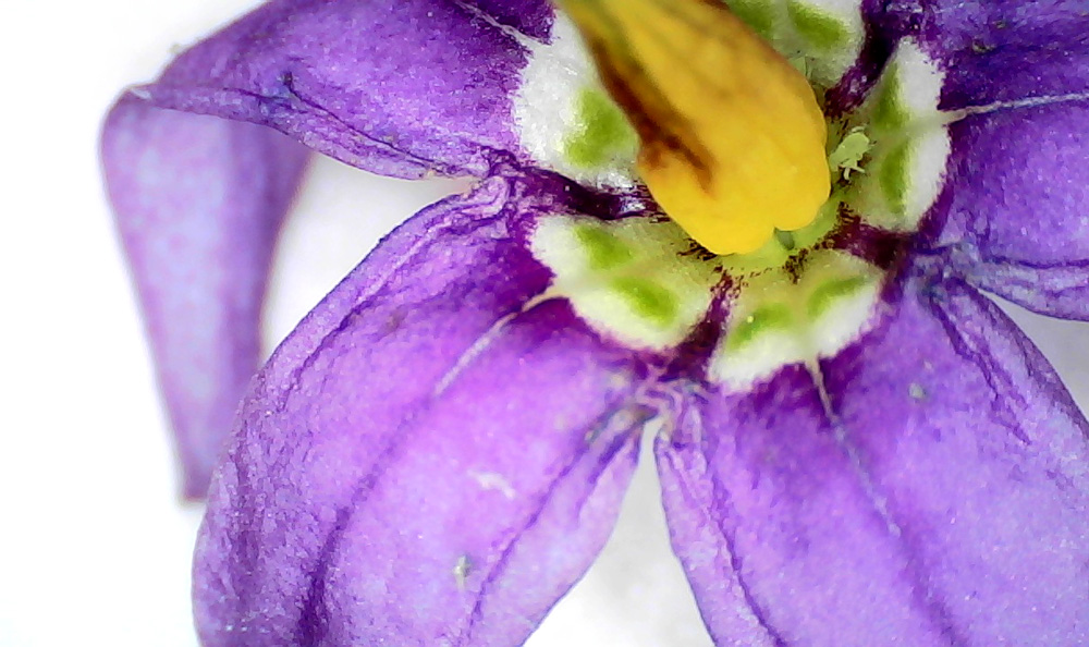 Фото цветка, сделанное цифровым микроскопом Levenhuk DTX 720 WiFi при подключении к компьютеру (OS Windows 7)