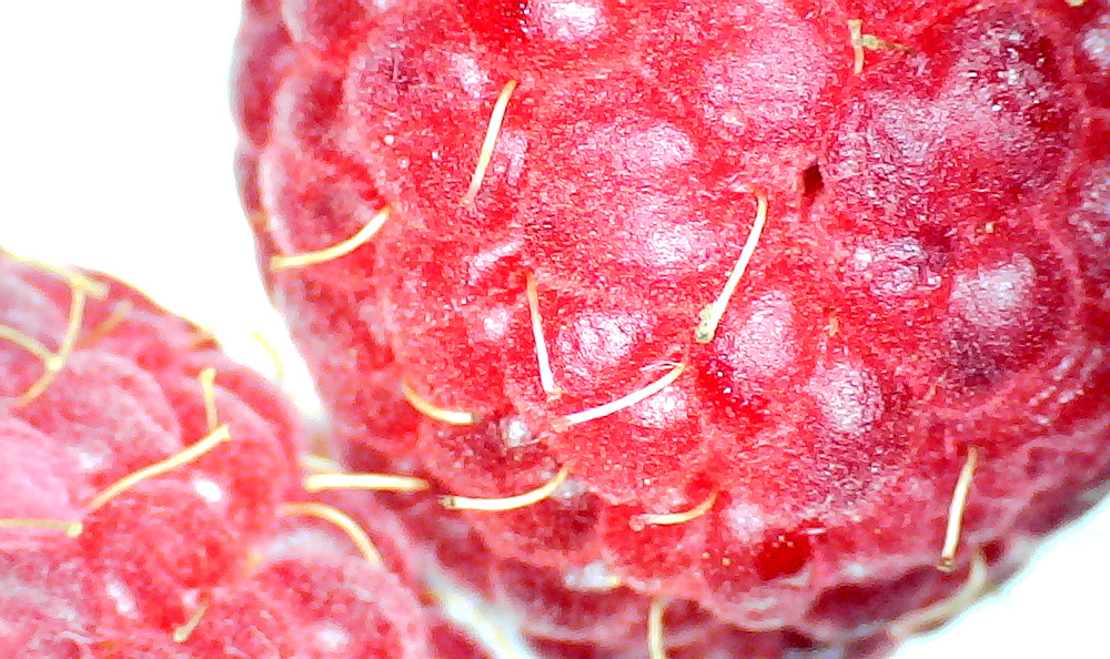 Фото ягод малины, сделанное цифровым микроскопом Levenhuk DTX 720 WiFi при подключении к компьютеру (OS Windows 7)